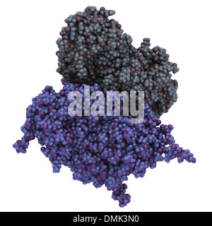 Glucocerebrosidase (Beta-Glucosidase) Enzym-Molekül. Mangel an Morbus Gaucher. Analog als Medikament bei Morbus Gaucher verwendet. Stockfoto