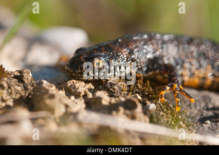 Futtersuche große Crested Newt Stockfoto