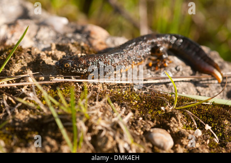 Futtersuche große Crested Newt Stockfoto