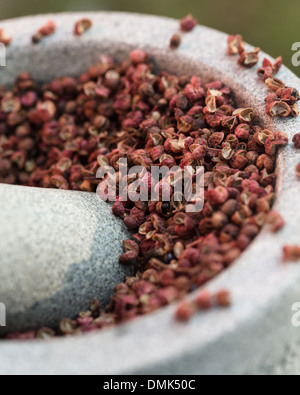 Szechuan-Pfefferkörner - Sichuan Pfeffer-(Xanthoxylum piperitum) Stockfoto