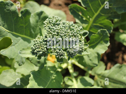 Gesunde junge Brokkoli Pflanze wächst im Garten Stockfoto