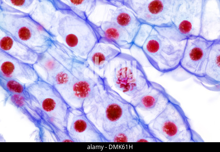 Hellfeld Mikrophotographie. Lilie Eierstock Zellen zeigen Migration der Chromosomen während der Zellteilung, Reproduktion. Die Kerne sind gefärbt Stockfoto