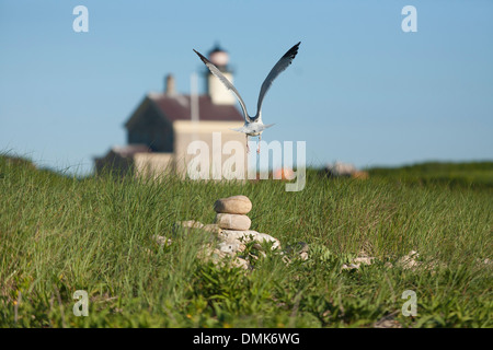 Möwe fliegt vor dem Norden Ende Licht, einem historischen Leuchtturm auf Block Island, RI an einem sonnigen Sommertag in New England Stockfoto