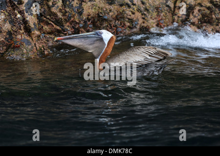 Brown Pelican Fütterung beim Schwimmen entlang der vulkanischen Küste der Insel Santiago in der Galapagos-Inseln von Ecuador. Stockfoto