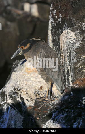 Gelb-gekrönter Nachtreiher stehen auf der vulkanischen Küstenlinie der Insel Santiago, Galapagos-Inseln, Ecuador. Stockfoto
