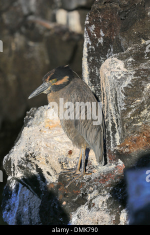 Gelb-gekrönter Nachtreiher stehen auf der vulkanischen Küstenlinie der Insel Santiago, Galapagos-Inseln, Ecuador. Stockfoto