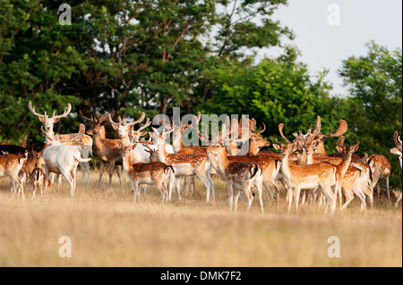 Damhirsch im offenen Prärie Grasland von Charente-Maritime, Frankreich Stockfoto