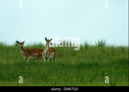 Damhirsch im offenen Prärie Grasland von Charente-Maritime, Frankreich Stockfoto