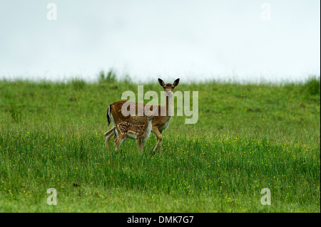 Damhirsch im offenen Prärie Grasland von Charente-Maritime, Frankreich Stockfoto