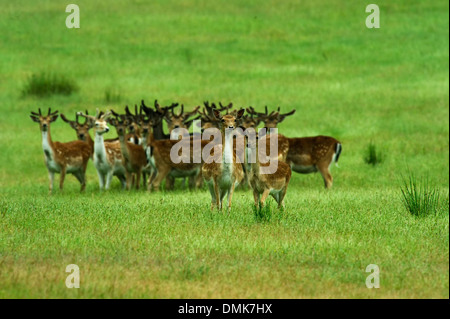 Damhirsch im offenen Prärie Grasland von Charente-Maritime, Frankreich Stockfoto