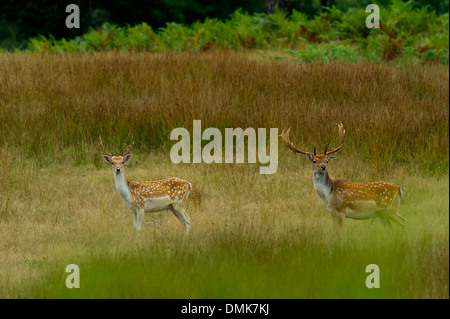 Damhirsch im offenen Prärie Grasland von Charente-Maritime, Frankreich Stockfoto