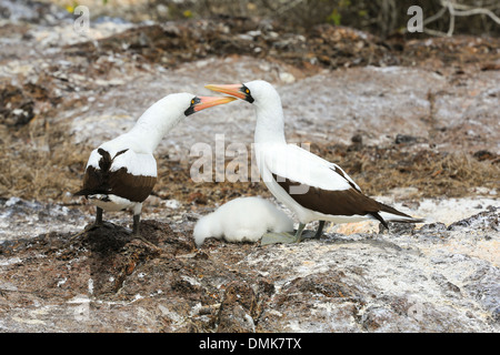 Zwei Nazca Boobys stehen über ihre Küken auf Genovesa Island, Galapagos-Inseln, Ecuador. Stockfoto