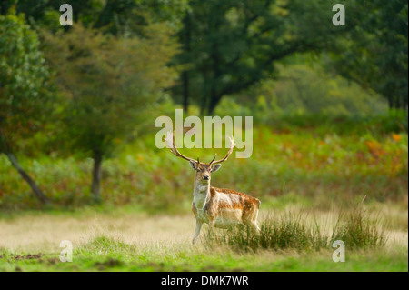 Damhirsch im offenen Prärie Grasland von Charente-Maritime, Frankreich Stockfoto