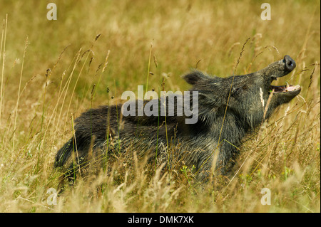 Wildschwein in offenen Prärie Grasland der Charente-Maritime, Frankreich Stockfoto