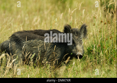 Wildschwein in offenen Prärie Grasland der Charente-Maritime, Frankreich Stockfoto