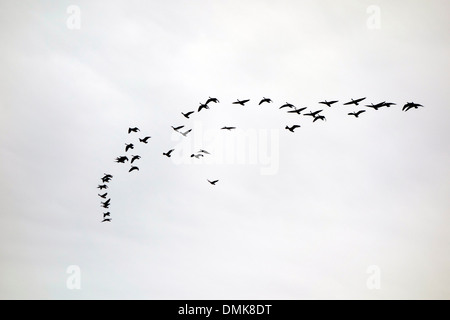 Kanadische Gänse im Formationsflug Stockfoto