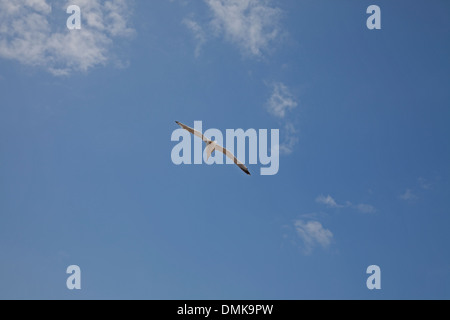 Eine einsame Möwe im offenen geflügelten Flug vor blauem Himmel Stockfoto