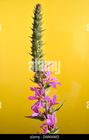 Blutweiderich, Lythrum Salicaria (Lythraceae), horizontale Porträt von violett Blumen mit schönen Fokus Hintergrund. Stockfoto