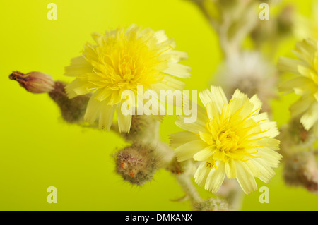 Hornkraut Habichtskraut, Habichtskräuter Gruppe (Asteraceae), horizontale Porträt von gelben Blüten mit schönen Out-of-Fokus-Hintergrund. Stockfoto