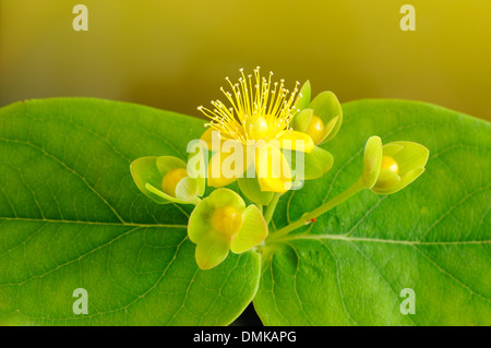 Tutsan, Hypericum Androsaemum (Hypericaceae), horizontale Porträt von gelben Blüten mit schönen Out-of-Fokus-Hintergrund. Stockfoto