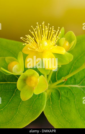 Tutsan, Hypericum Androsaemum (Hypericaceae), vertikale Porträt von gelben Blüten mit schönen Out-of-Fokus-Hintergrund. Stockfoto