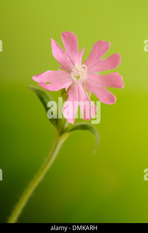 Rote Campion, Silene Dioica, vertikale Porträt von rosa Blume mit Fokus Hintergrund. Stockfoto