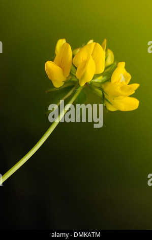 Birdfoot Deervetch, Lotus Corniculatus, vertikale Porträt von gelben Blüten mit schönen outfocus Hintergrund. Stockfoto