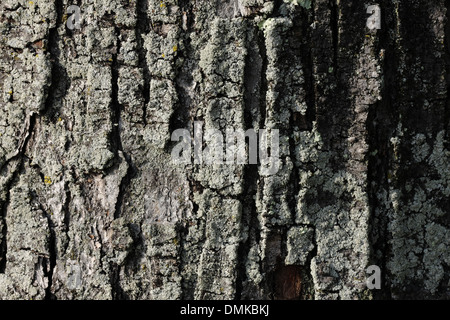 Makroaufnahme der Kieferrinde, 31. Mai 2013 Stockfoto