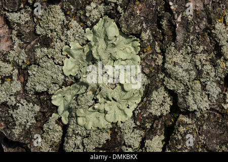 Makroaufnahme der Kieferrinde, 31. Mai 2013 Stockfoto