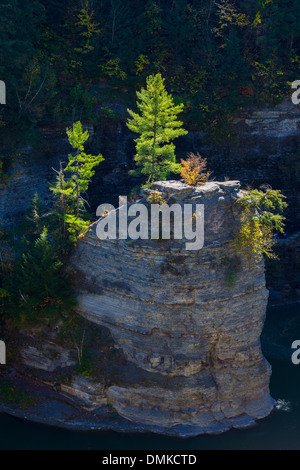 Kiefern auf Felsen in der Sonne im Letchworth State Park in New York State Stockfoto