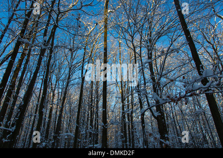 Winter-Eis in den Bäumen am sonnigen blauen Himmel Tag in Western New York State Stockfoto