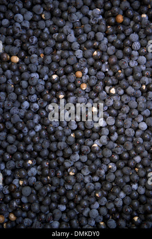 Ernte von frischen Acai-Beeren am Bauernmarkt in Nordeste Brasilien Stockfoto