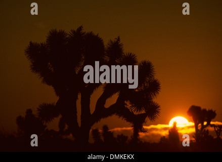 Joshua Baum Sonnenuntergang, Joshua Tree Nationalpark, Kalifornien Stockfoto