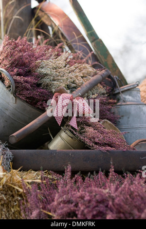 Getrockneten Lavendel und Heather in Metall-Eimer und Bögen Stockfoto