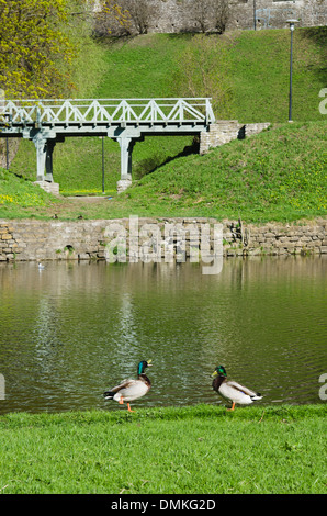 Enten auf dem Teich im Frühling Park Stockfoto