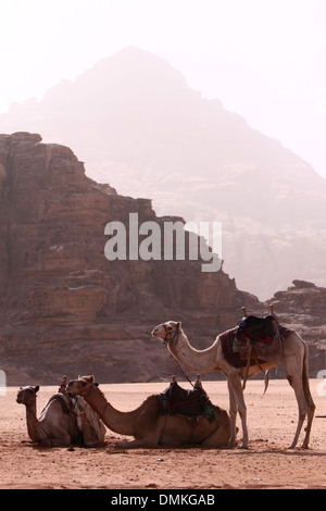 Gruppe, wenn Kamele @Wadi Ram - Jordanien Stockfoto