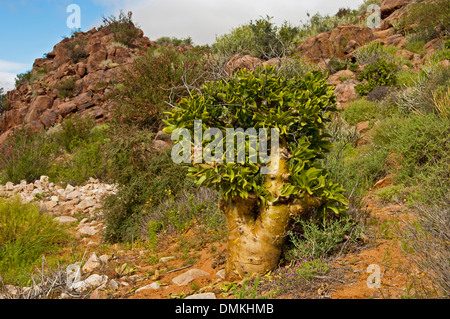 Botterboom oder Butter Baum (Tylecodon Paniculatus), Richtersveld, Südafrika Stockfoto