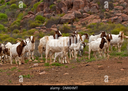 Boer Ziegenherde in der Nähe von Kuboes, Richtersveld, Provinz Northern Cape, Südafrika Stockfoto