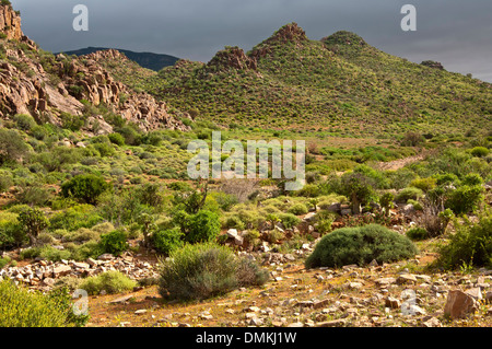 Nama Karoo Macchie, Richtersveld, Provinz Northern Cape, Südafrika Stockfoto