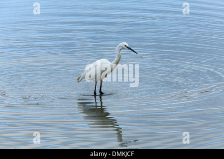 Kleiner Reiher Egretta Garzetta Erwachsenen im seichten Wasser Stockfoto
