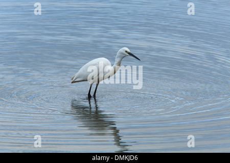 Kleiner Reiher Egretta Garzetta Erwachsenen im seichten Wasser Stockfoto