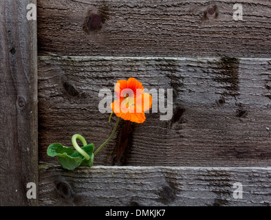 Orangefarbene Kapuzinerkresse wächst durch Zaun panel Stockfoto