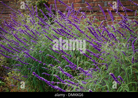 Old Westbury Gardens Haus auf Long Island NY Stockfoto