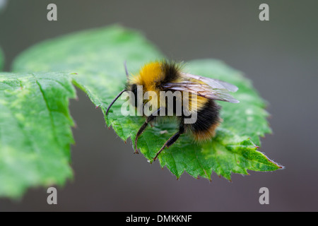 Frühe Bumblebee Bombus Pratorum ruht auf einem Blatt Stockfoto