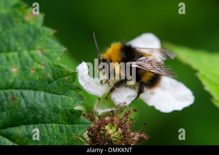 Frühe Bumblebee Bombus Pratorum Erwachsenen bei der Fütterung auf eine Bramble Blume Stockfoto