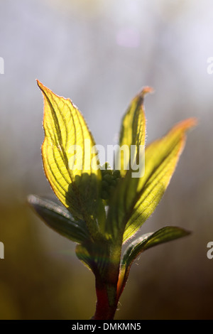 Junge Blätter von Bush im Frühling Stockfoto