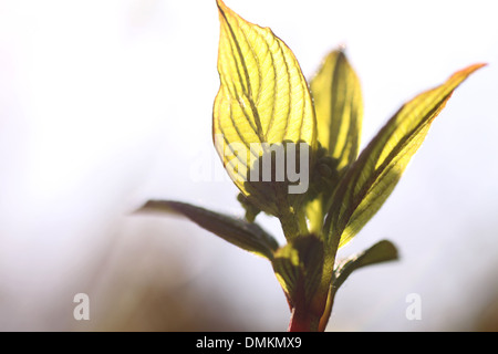 Junge Blätter von Bush im Frühling Stockfoto