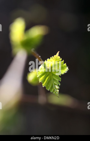 Junge Blätter der Birke im Frühling Stockfoto