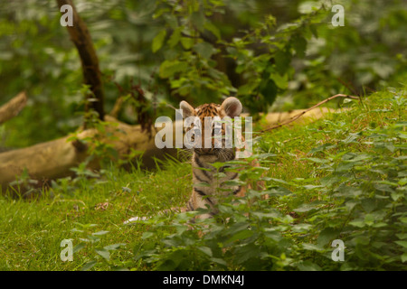 Amur oder Sibirische Junger Tiger, sitzend auf Gras (Panthera tigris Altaica) Stockfoto