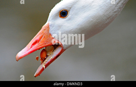 Weiße Gans mit seinem Schnabel zu holen und Essen Samen, Erdnüsse etc.. Stockfoto